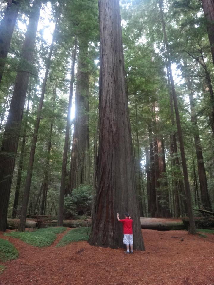 Billy at the Redwoods